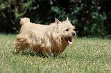 NORWICH TERRIER 104